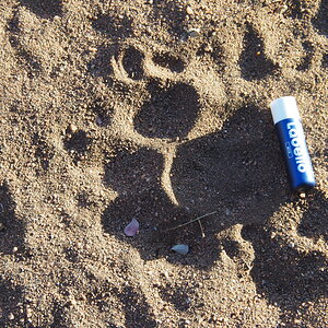 Lion Footprint Limpopo South Africa