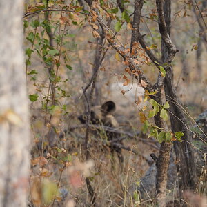 Wilddog Wildlife Limpopo South Africa