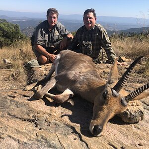 Hunting Mountain Reedbuck Mpumalanga South Africa