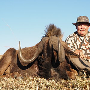 Black Wildebeest Hunt South Africa