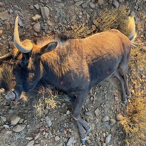 Black Wildebeest Hunt Eastern Cape South Africa