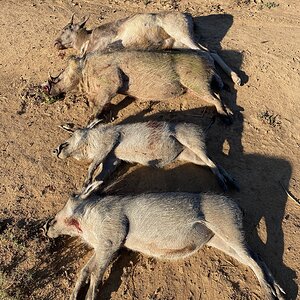 Warthog Cull Hunting Eastern Cape South Africa