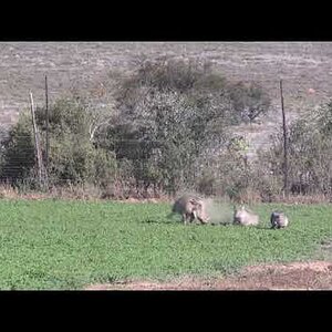 Wathog Hunting Eastern Cape South Africa