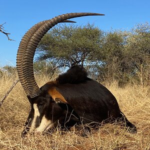 Sable Hunting South Africa