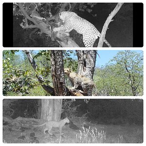 Leopard Trail Camera