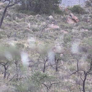 Eland Hunt North Eadtern Cape South Africa