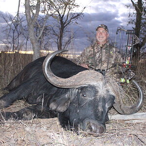 Buffalo Bow Hunt Mpumalanga South Africa