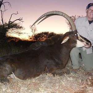 Sable Hunt Waterberg Mountains Limpopo Province Of South Africa