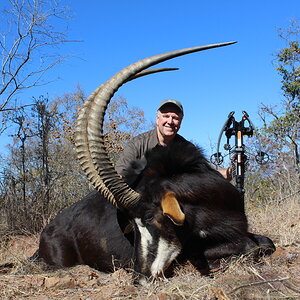 Sable Crossbow Hunt Waterberg Mountains Limpopo Province Of South Africa