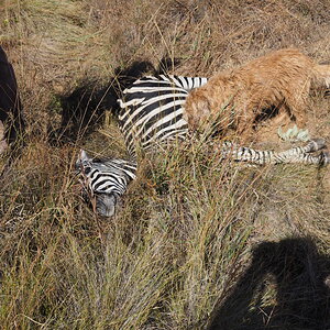 Zebra Hunting South Africa