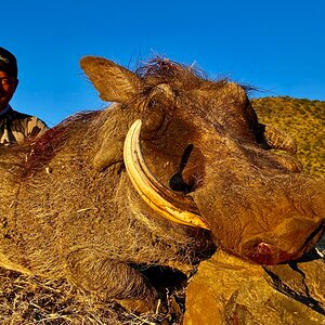 Warthog Hunt South Africa