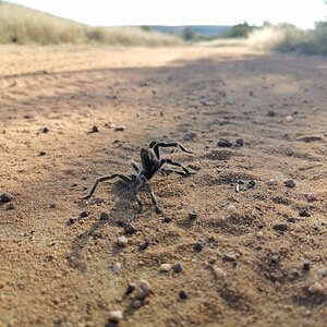Baboon Spider Limpopo South Africa
