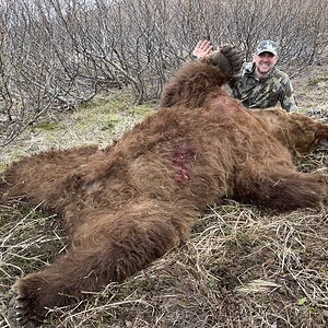 Brown Bear Hunting Alaska