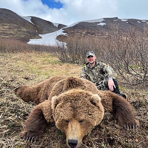 Brown Bear Hunting Alaska