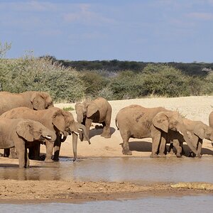 Elephant WIldlife Namibia