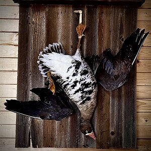 Speckled Goose Full Mount Taxidermy