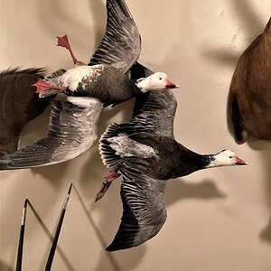 Snow Geese Taxidermy