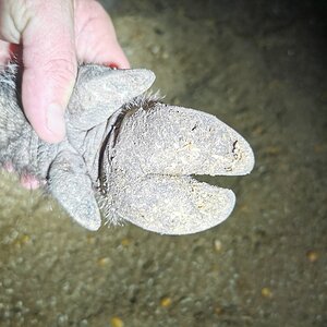 Bushpig Hoofs South Africa