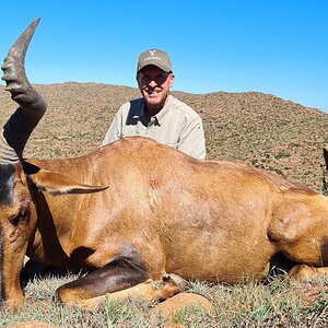 Red Hartebeest Hunt Karoo South Africa