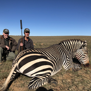 Plains Zebra Hunt Eastern Cape South Africa