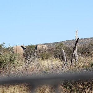 Elephant Wildlife Namibia