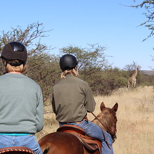 Namibia Wildlife