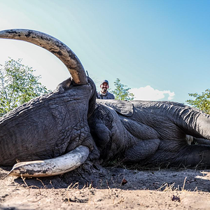 Elephant Hunting Botswana