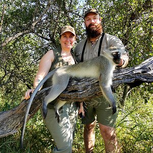 Vervet Monkey Hunt South Africa