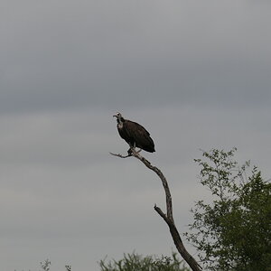 Vulture Birdlife South Africa