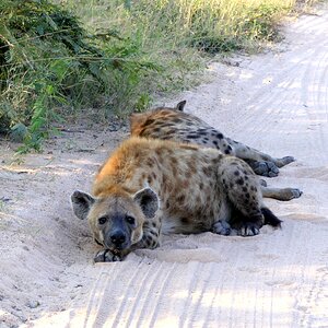 Spotted Hyena Wildlife South Africa