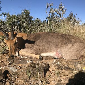 Mountain Reedbuck Eastern Cape South Africa