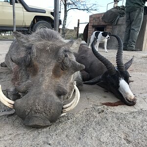 Warthog & Black Springbok Eastern Cape South Africa
