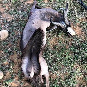 Black Springbok Eastern Cape South Africa