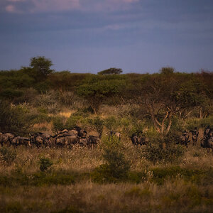 Blue Wildebeest Wildlife Namibia