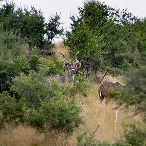 Kudu Wildlife Namibia