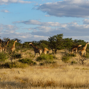 Giraffe Wildlife Namibia