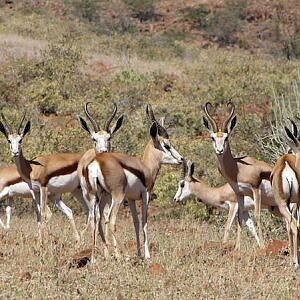 Springbok Wildlife Namibia