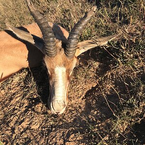 Copper Springbok Hunt Eastern Cape South Africa