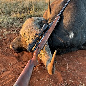 Buffalo Hunt South Africa