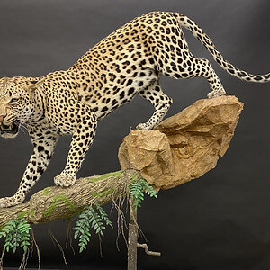 Leopard Full Mount Taxidermy