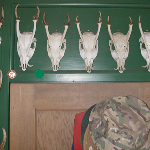 Muntjac Deer Skull Taxidermy