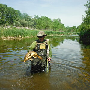 Bowfishing Carp