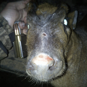 Muntjac Deer Hunt