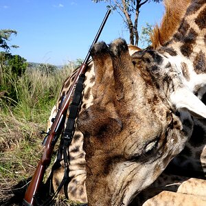 Giraffe Hunt South Africa