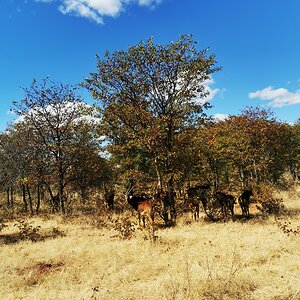 Sable Herd South Africa