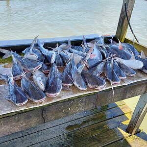 Catfish Fishing