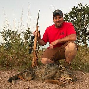 Jackal Hunt Zimbabwe