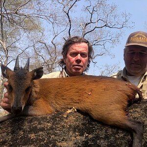 Red Duiker Hunting Cameroon