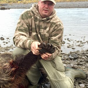 Brown Bear Hunt