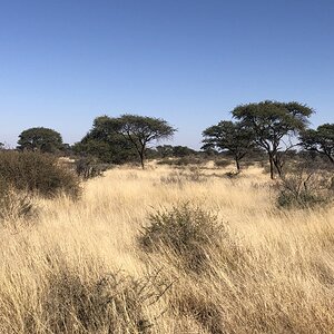 Namibian Nature